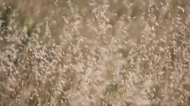 Alfalfa tarlası gün batımında rüzgarla hareket etti.