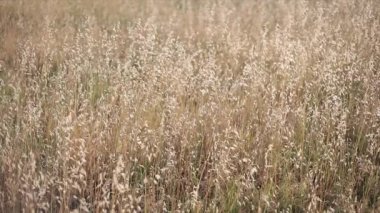 Alfalfa tarlası gün batımında rüzgarla hareket etti.