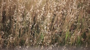 Alfalfa tarlası gün batımında rüzgarla hareket etti.