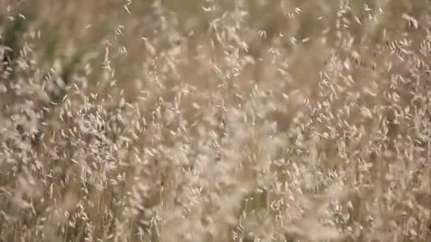 Lapangan Alfalfa Digerakkan Oleh Angin Saat Matahari Terbenam — Stok Video