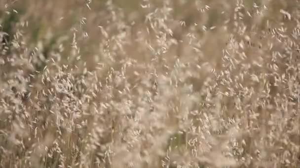 Campo Erba Medica Mosso Dal Vento Alla Luce Del Tramonto — Video Stock