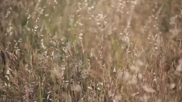Alfalfa Veld Bewogen Door Wind Bij Zonsondergang Licht — Stockvideo