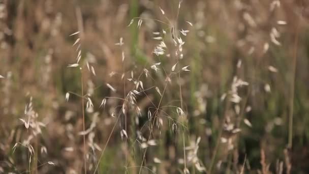 Alfalfa Fält Flyttas Vinden Solnedgången Ljus — Stockvideo