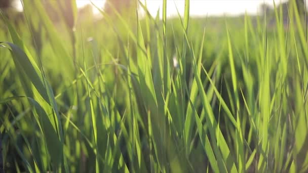 Gras Bewogen Door Wind Bij Zonsondergang — Stockvideo