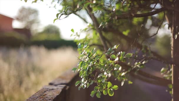 Détail Une Branche Déplacée Par Vent Printemps Dans Contexte Rural — Video