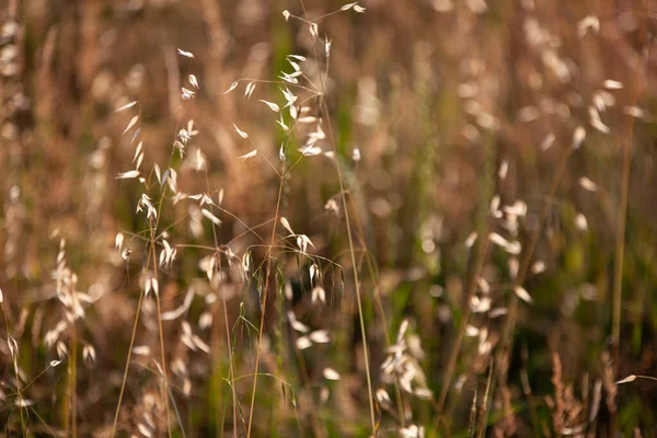 Detalle Del Cultivo Del Campo Alfalfa Atardecer — Foto de Stock