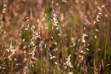 Yonca tarlası ekimi gün batımında alındı
