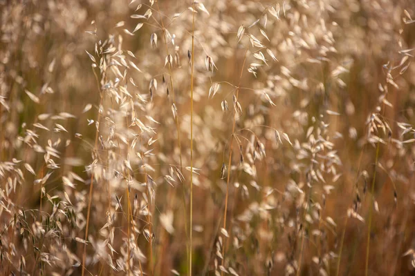 Detalhe Cultivo Campo Alfafa Tomado Pôr Sol — Fotografia de Stock