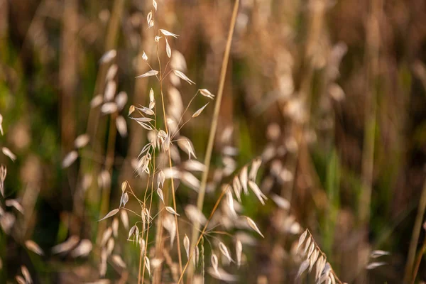 Detalhe Cultivo Campo Alfafa Tomado Pôr Sol — Fotografia de Stock