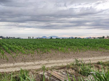 İtalya 2 'de mısır ekimi