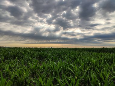 İtalya 'da mısır ekimi 5