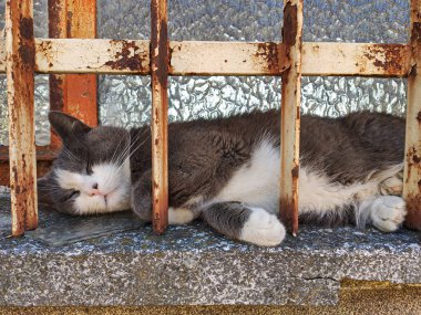 Kedi 2 numaralı pencerede uyuyor.