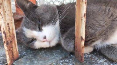 Kedi terk edilmiş bir binanın camında uyuyor.