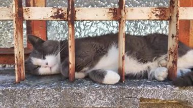 Kedi terkedilmiş bir binanın penceresinde uyuyor.
