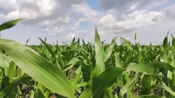 Pole Uprawne Kukurydzy Północnych Włoszech — Wideo stockowe
