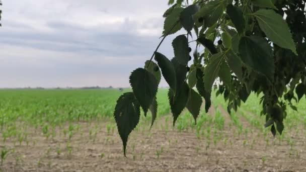 Campo Cultivo Milho Norte Itália — Vídeo de Stock