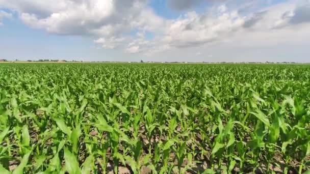 Campo Coltivazione Del Mais Nel Nord Italia — Video Stock