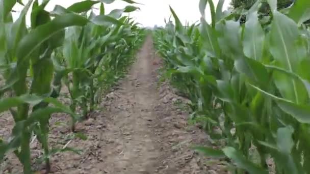 北イタリアのトウモロコシ栽培分野 — ストック動画