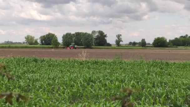 Campo Cultivo Milho Norte Itália — Vídeo de Stock