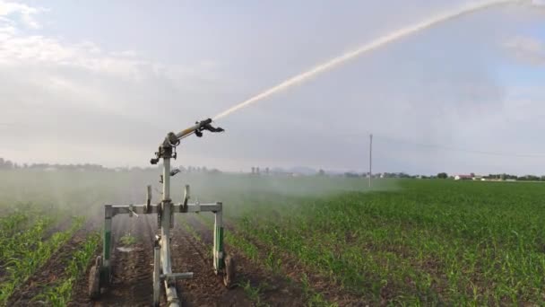 Irrigatie Van Maïsvelden Landbouw — Stockvideo