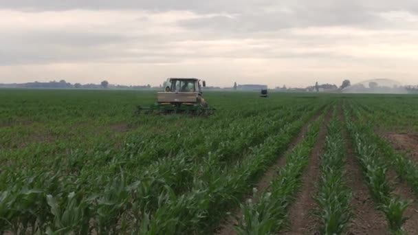 Прополка Кукурудзи Сільському Господарстві — стокове відео