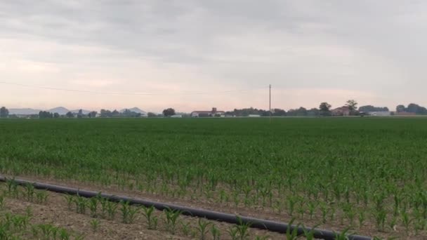 Campo Cultivo Maíz Norte Italia — Vídeo de stock