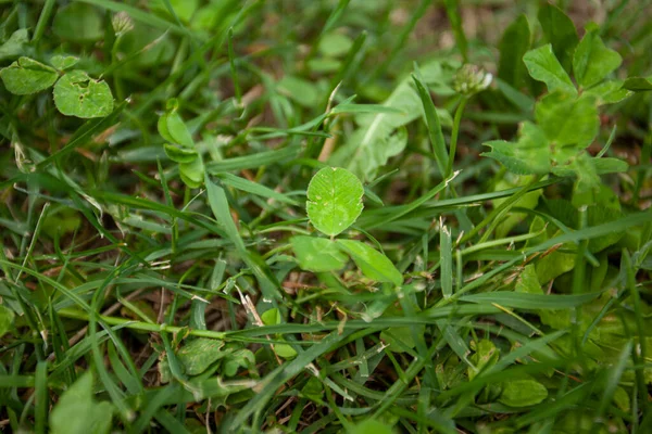 Grünes Gras Textur Detail Mit Makrolinse Aufgenommen — Stockfoto