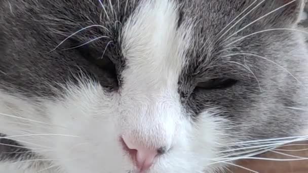 Γάτα κοντά — Αρχείο Βίντεο