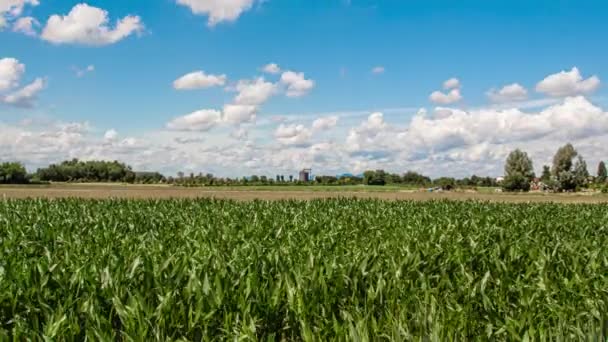 Кукурудзяне поле Час Лапсе — стокове відео