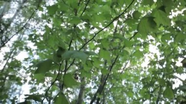 2. Aşağıdan dönen ağaçlar