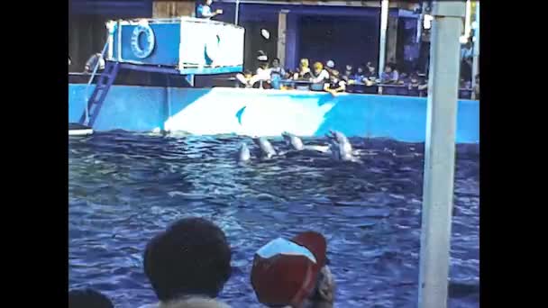 MIAMI 1980: Delfinarium-Show — Stockvideo