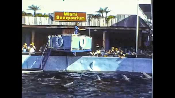 MIAMI 1980: Dolphinarium show 2 — стокове відео