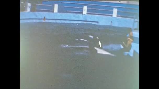 MIAMI 1980: katil balina gösterisi 2 — Stok video