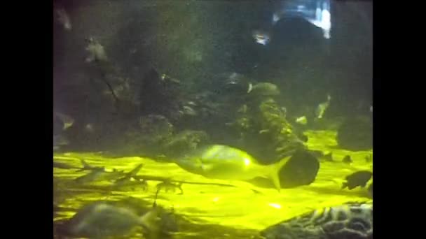 MIAMI 1980: Akvarium med exotiska fiskar 2 — Stockvideo