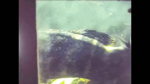 MIAMI 1980: акваріум з екзотичною рибою — стокове відео