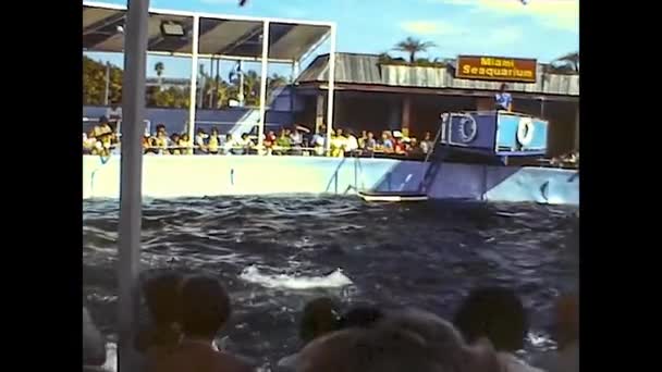 MIAMI 1980: spettacolo delfinario 7 — Video Stock