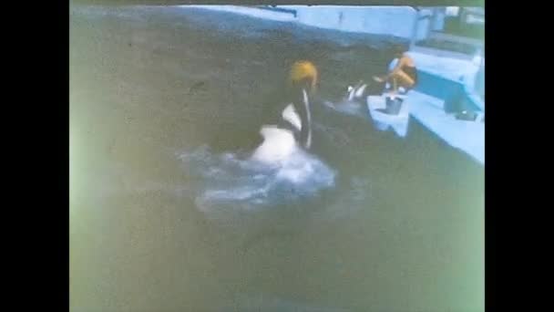 MIAMI 1980: Show de baleias assassinas — Vídeo de Stock