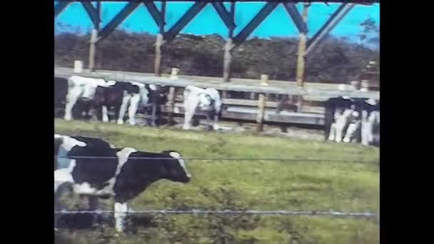 MIAMI 1980: Cría de vacas 2 — Vídeo de stock