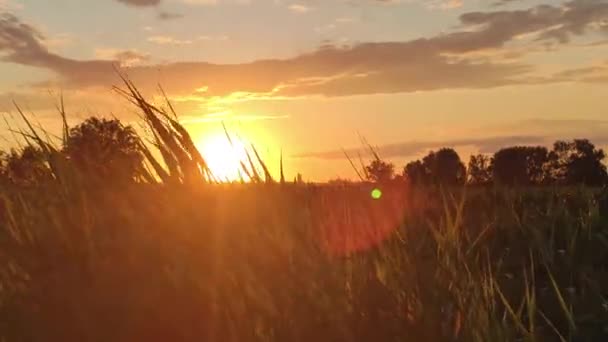 Bellissimo paesaggio di campagna in Italia 9 — Video Stock