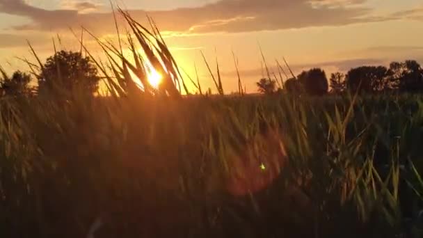 Hermoso paisaje rural en Italia 8 — Vídeo de stock