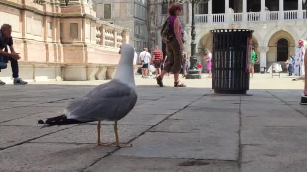 Чайка в Венеции на площади Святого Марка — стоковое видео