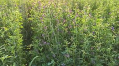 Tecavüz tarlası ekimi