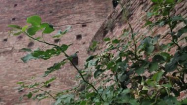 Şehir yeşillikleri 2