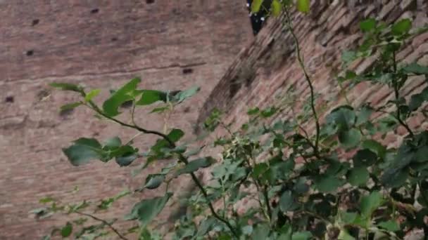 Anciennes tours à Rovigo en Italie 11