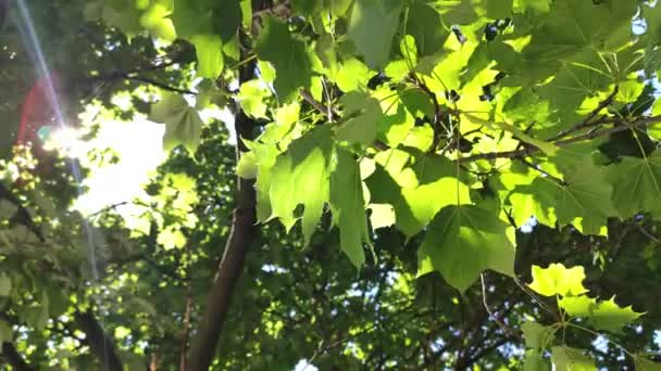太陽の光で葉を巻き上げる2 — ストック動画