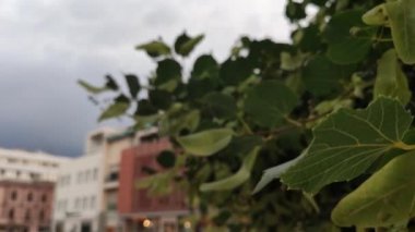 Corso del Popolo, Rovigo, İtalya 3