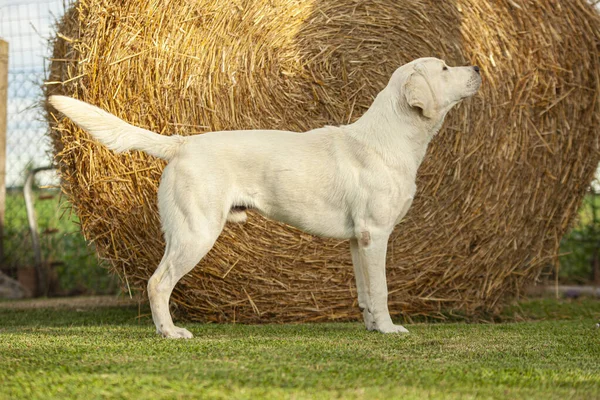 Labrador Dog Posing in a dog show with a countryside backdrop