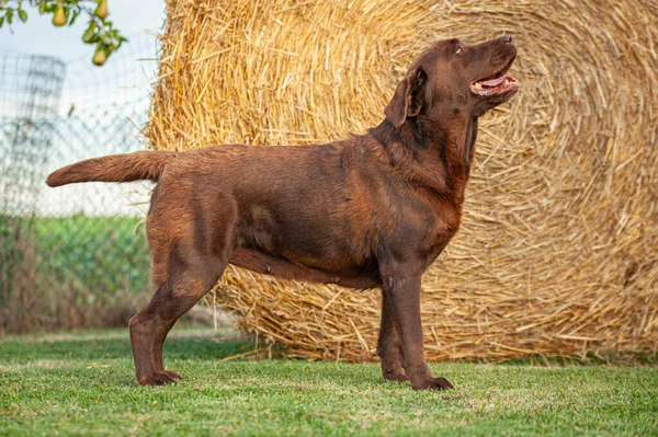 Labrador Dog Posando Una Exposición Canina Con Telón Fondo Rural —  Fotos de Stock