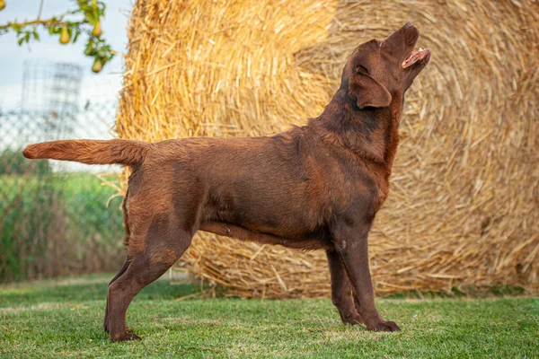 Labrador Dog Posing in a dog show with a countryside backdrop