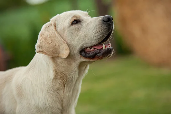 Labrador Pies Zbliżyć Portret Tła Wsi — Zdjęcie stockowe